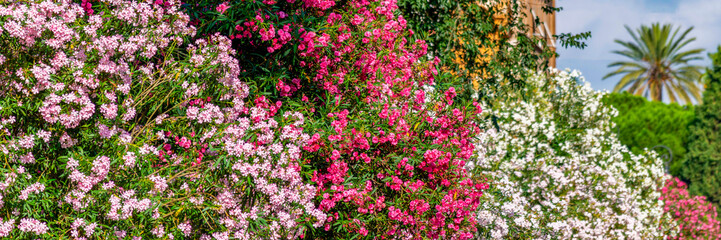 Fototapeta premium Lauriers roses dans les rues de Rome en Italie