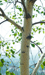 Fototapeta premium White birch trunk