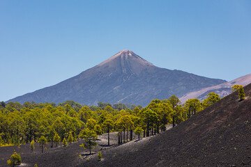 Green forest of pine trees growing in black volcanic landscape against El Teide Volcano in Tenerife. Canary Islands, Spain..