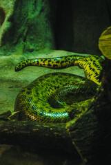 Anaconda jaune à la Ménagerie du Jardin des plantes