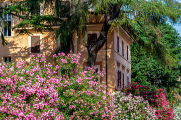 Lauriers roses dans les rues de Rome en Italie