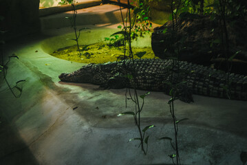 Crocodile du Nil à la Ménagerie du Jardin des plantes
