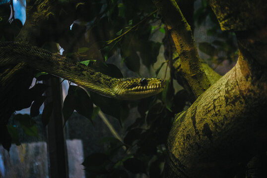 Boa de Cuba &agrave; la M&eacute;nagerie du Jardin des plantes