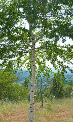 Fototapeta premium White birch trunk