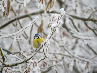 Blaumeise (Cyanistes caeruleu)