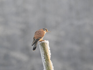 Turmfalke (Falco tinnunculus)
