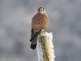 Turmfalke (Falco tinnunculus)
