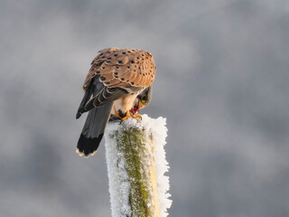 Turmfalke (Falco tinnunculus)