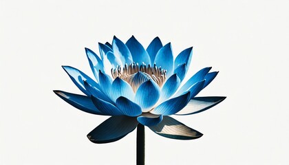 Cerulean Lotus Elegance