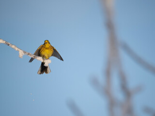 Goldammer (Emberiza citrinella)