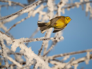 Goldammer (Emberiza citrinella)