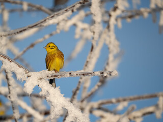 Goldammer (Emberiza citrinella)