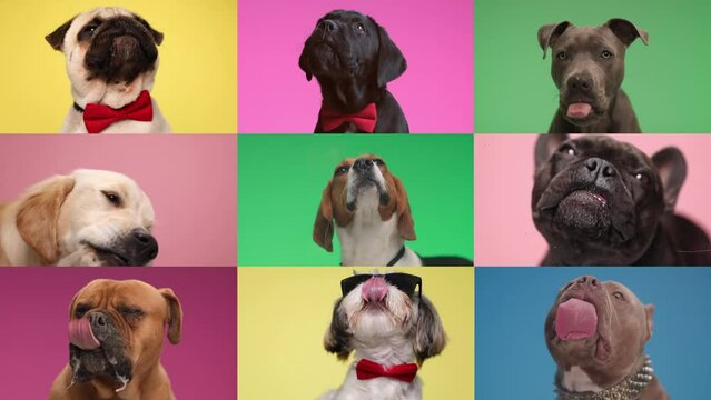 collage video with 9 purebred dogs being greedy, sticking out tongue and licking transparent plexiglass in studio