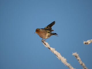 Buchfink (Fringilla coelebs)