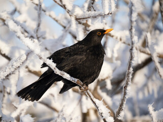 Amsel (Turdus merula)