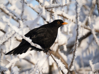 Amsel (Turdus merula)