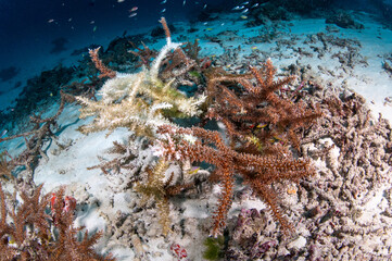 Part of staghorn coral bleaching caused by sea water thermal rising due to climate change and...