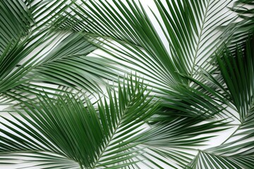 Fototapeta premium This close-up photo captures the intricate pattern and vibrant green color of palm tree leaves.