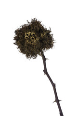 Rosehip branch with a parasitic formation