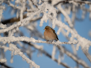 Buchfink (Fringilla coelebs)