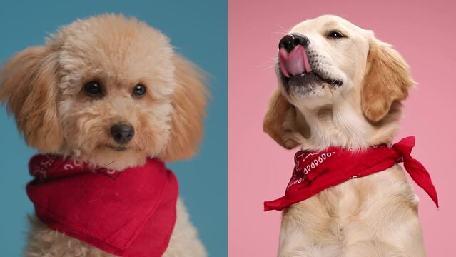 two adorable little dogs with red bandana around neck sitting next to each other, poodle puppy looking greedy at his friend licking his nose in front of pink background