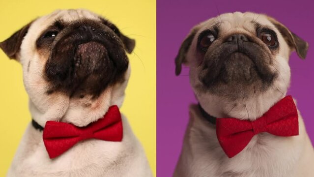 montage of two elegant pug puppies with red bowtie sitting, one looking in an envious manner at the other one while licking his nose on yellow background