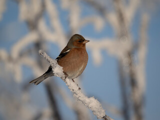 Buchfink (Fringilla coelebs)