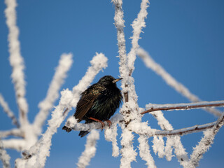 Star (Sturnus vulgaris)