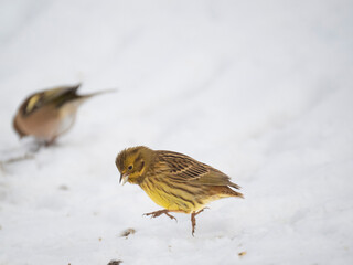 Goldammer (Emberiza citrinella)