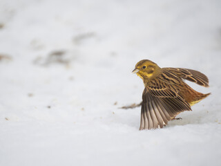 Goldammer (Emberiza citrinella)