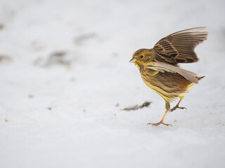 Goldammer (Emberiza citrinella)