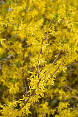 Fototapeta premium Weeping forsythia flowers