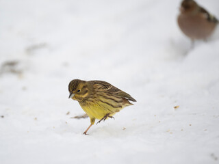 Goldammer (Emberiza citrinella)