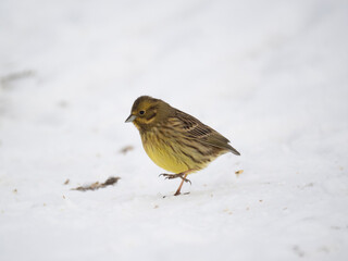 Goldammer (Emberiza citrinella)