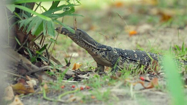 Monitor lizard in natural habitat with tropical foliage. Wildlife and nature.