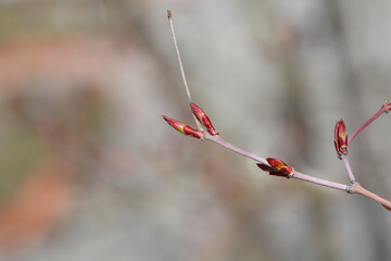 Japanese Maple branch with buds