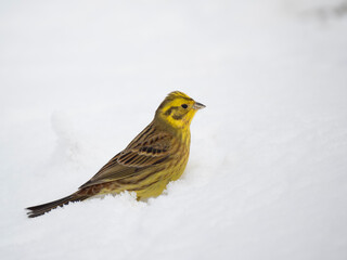 Goldammer (Emberiza citrinella)