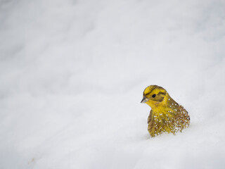 Goldammer (Emberiza citrinella)