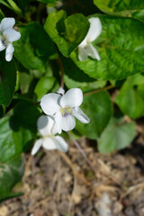 White wood violet flowers
