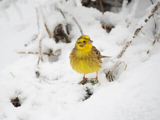 Goldammer (Emberiza citrinella)