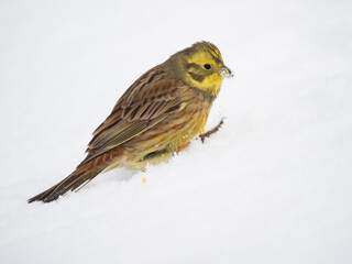 Goldammer (Emberiza citrinella)