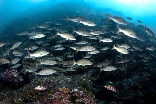 School of long-nosed emperor fish at Bon Island in Andaman Sea, Thailand. Lethrinus olivaceus swimming together near coral reef. Underwater marine life behavior