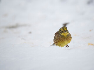 Goldammer (Emberiza citrinella)