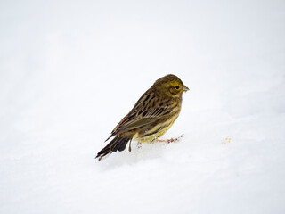 Goldammer (Emberiza citrinella)