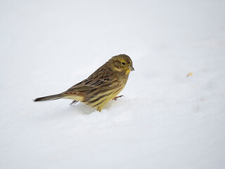 Goldammer (Emberiza citrinella)