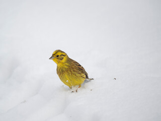 Goldammer (Emberiza citrinella)