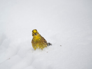 Goldammer (Emberiza citrinella)