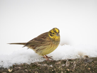 Goldammer (Emberiza citrinella)