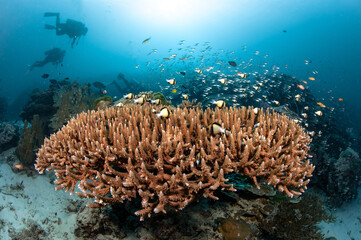 Fototapeta na wymiar Staghorn coral on tropical hard coral reef with school of fish near Similan Island in Andaman Sea. Marine life of underwater ecosystem. Scuba diving tourism in Thailand