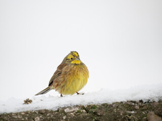Goldammer (Emberiza citrinella)